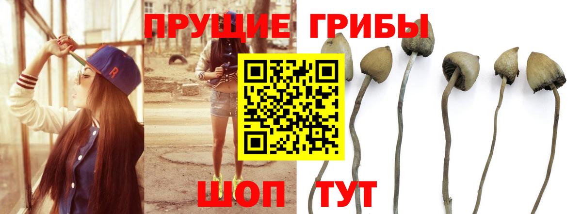 Подольск  Галлюциногенные грибы прущие грибы  Вход с VPN 